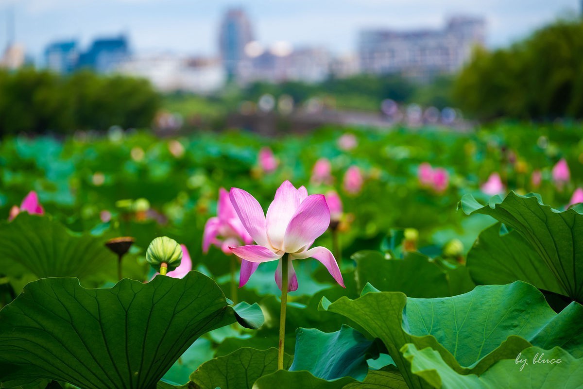 西湖荷花开（13）