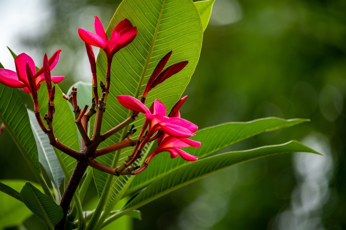 花枝招展（180）