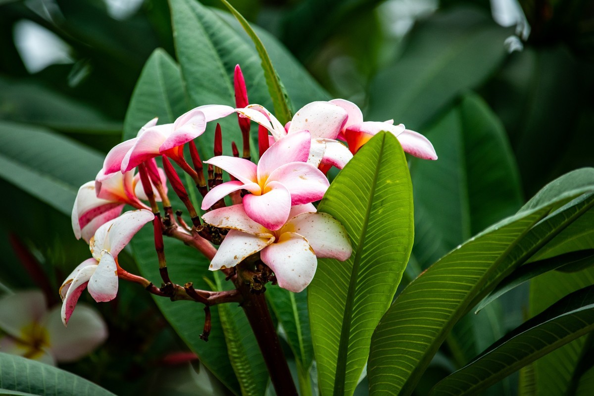 花枝招展（180）