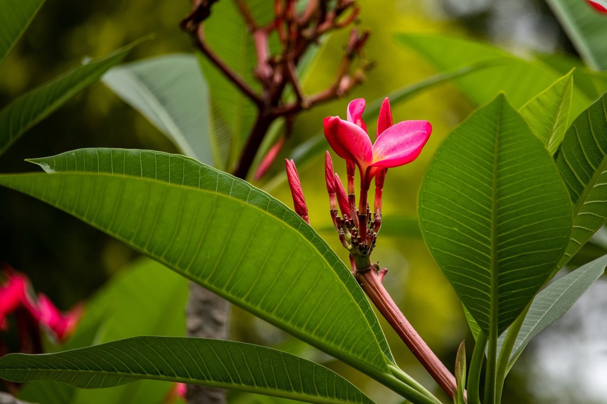 花枝招展（180）