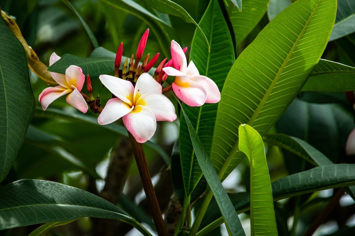 花枝招展（180）