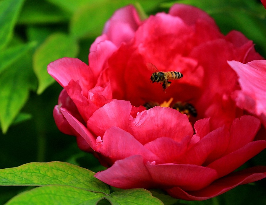 《不老松：纪实摄影》中秋佳节发一组花片：牡丹与蜜蜂！