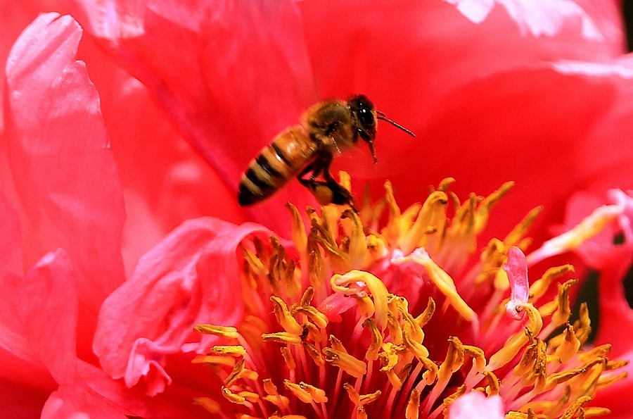 《不老松：纪实摄影》中秋佳节发一组花片：牡丹与蜜蜂！