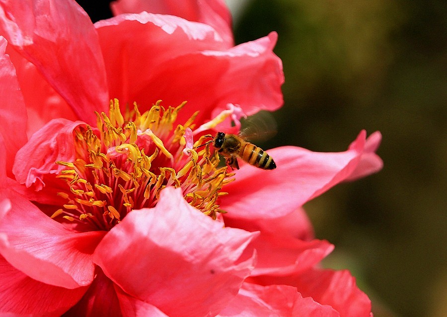 《不老松：纪实摄影》中秋佳节发一组花片：牡丹与蜜蜂！