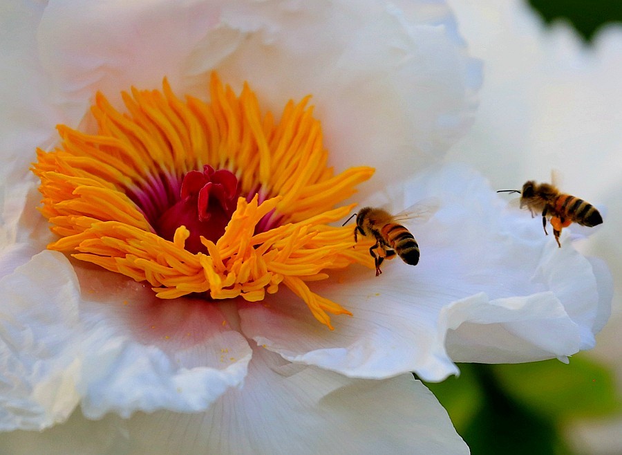 《不老松：纪实摄影》中秋佳节发一组花片：牡丹与蜜蜂！