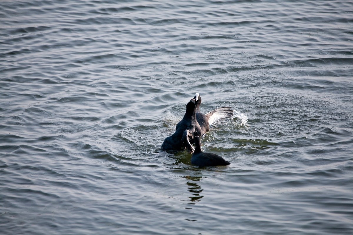 抓拍——好斗的黑水鸡 （二）