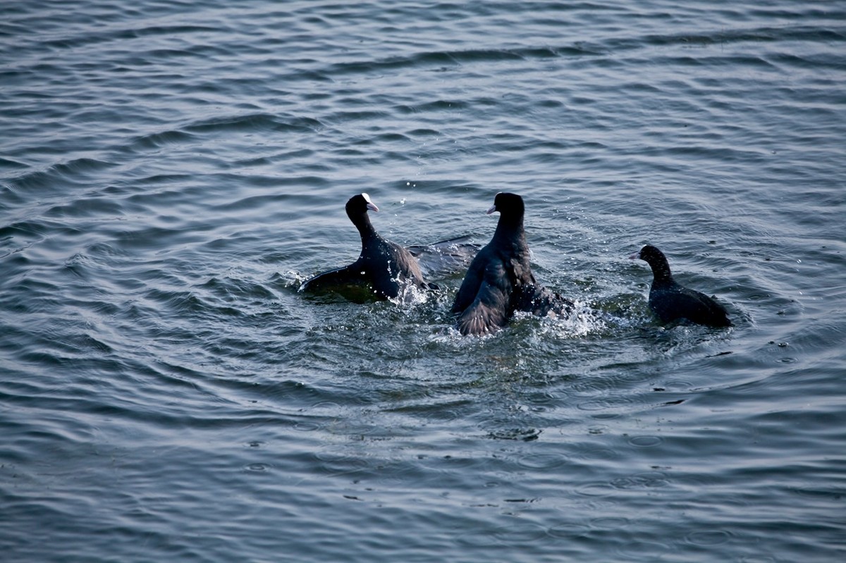 抓拍——好斗的黑水鸡 （二）