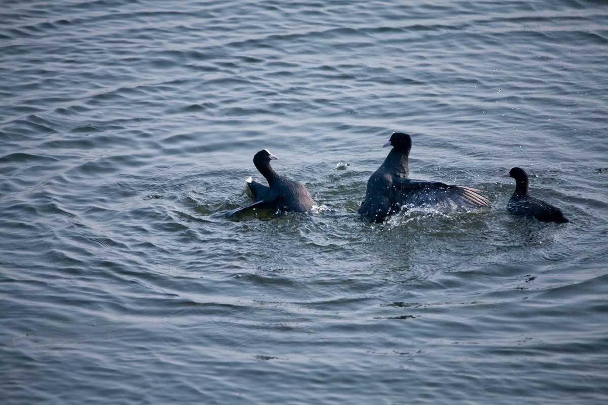 抓拍——好斗的黑水鸡 （二）