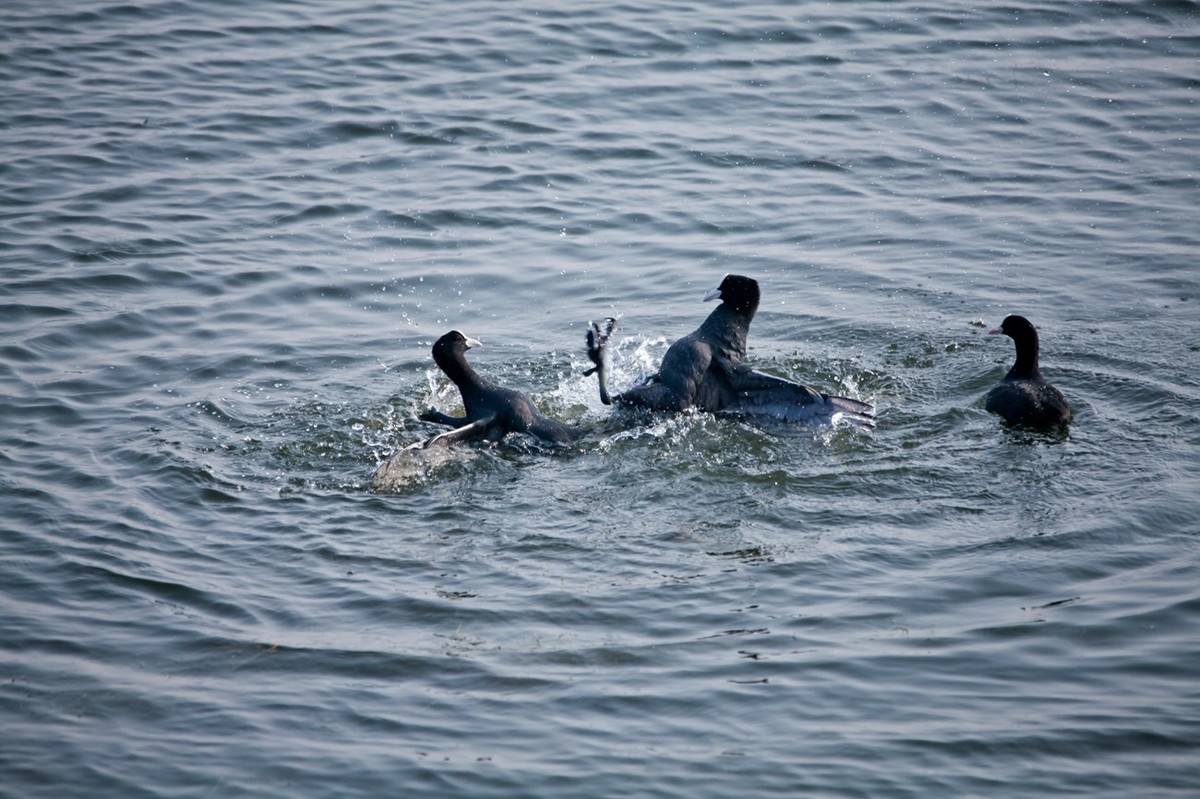 抓拍——好斗的黑水鸡 （二）