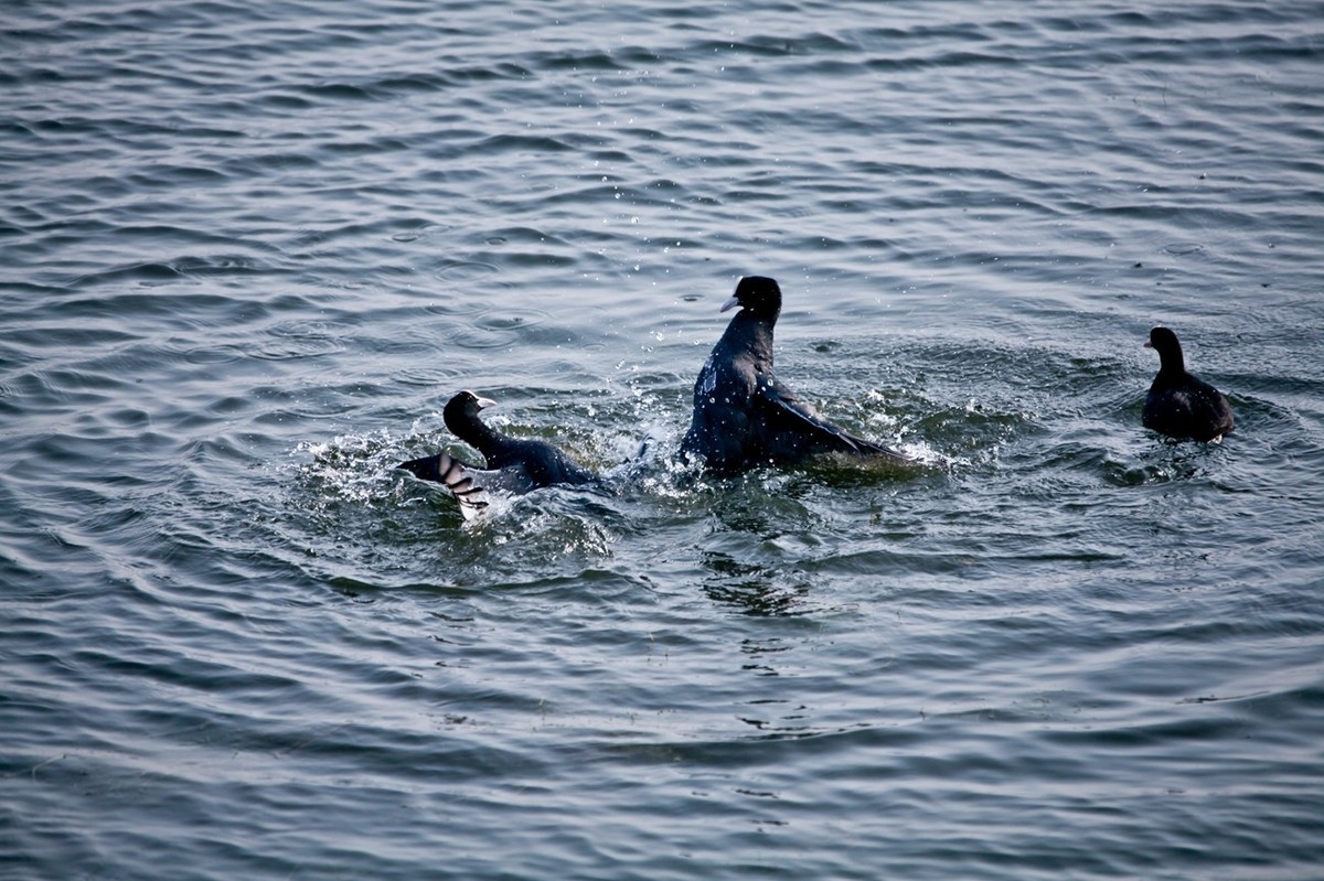 抓拍——好斗的黑水鸡 （二）