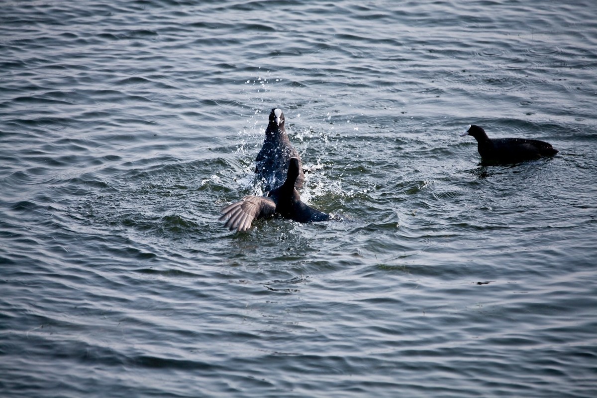 抓拍——好斗的黑水鸡 （二）