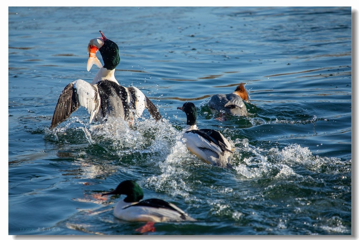 北海的秋沙鸭家丁兴旺！