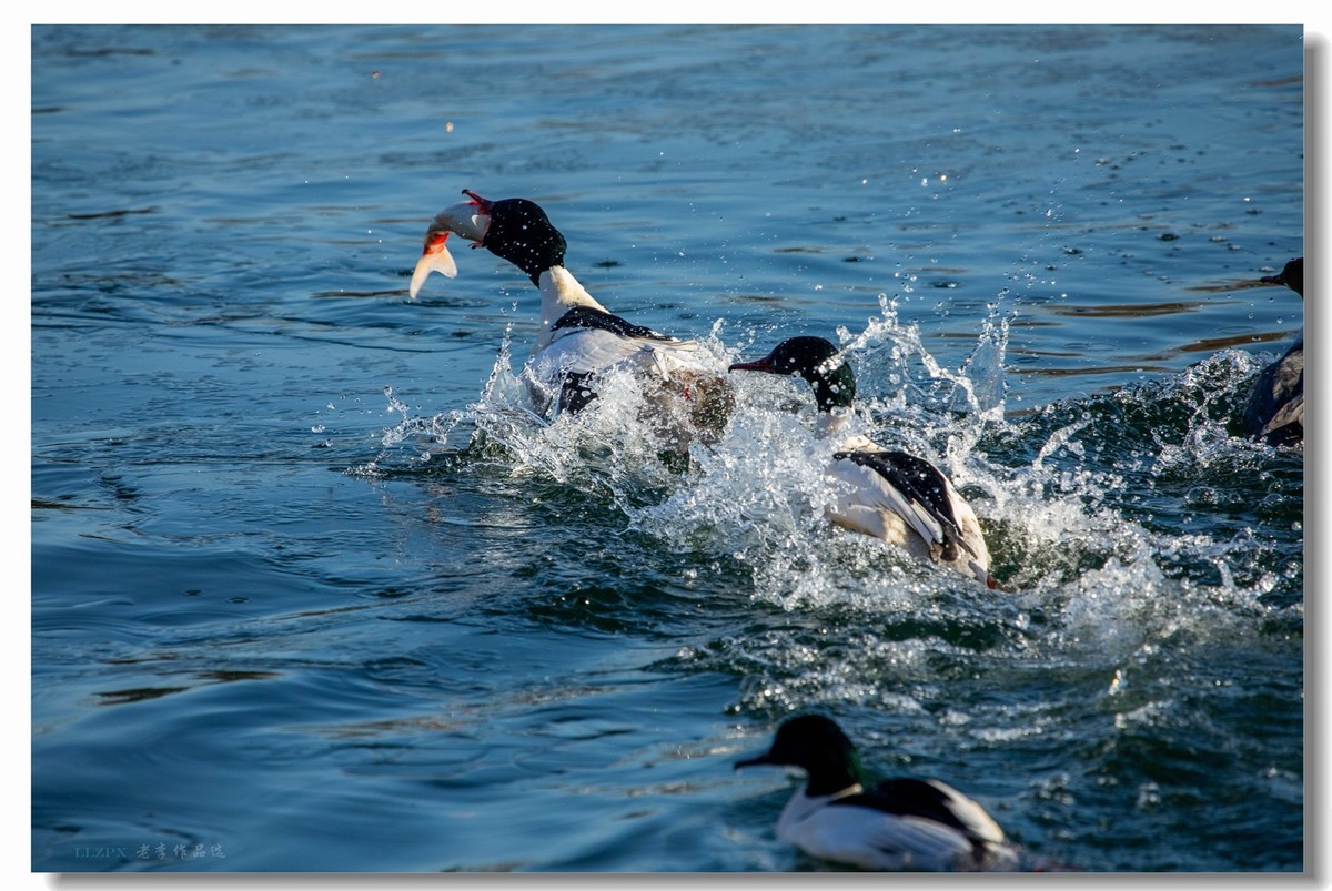 北海的秋沙鸭家丁兴旺！