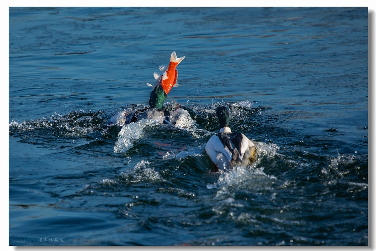 北海的秋沙鸭家丁兴旺！