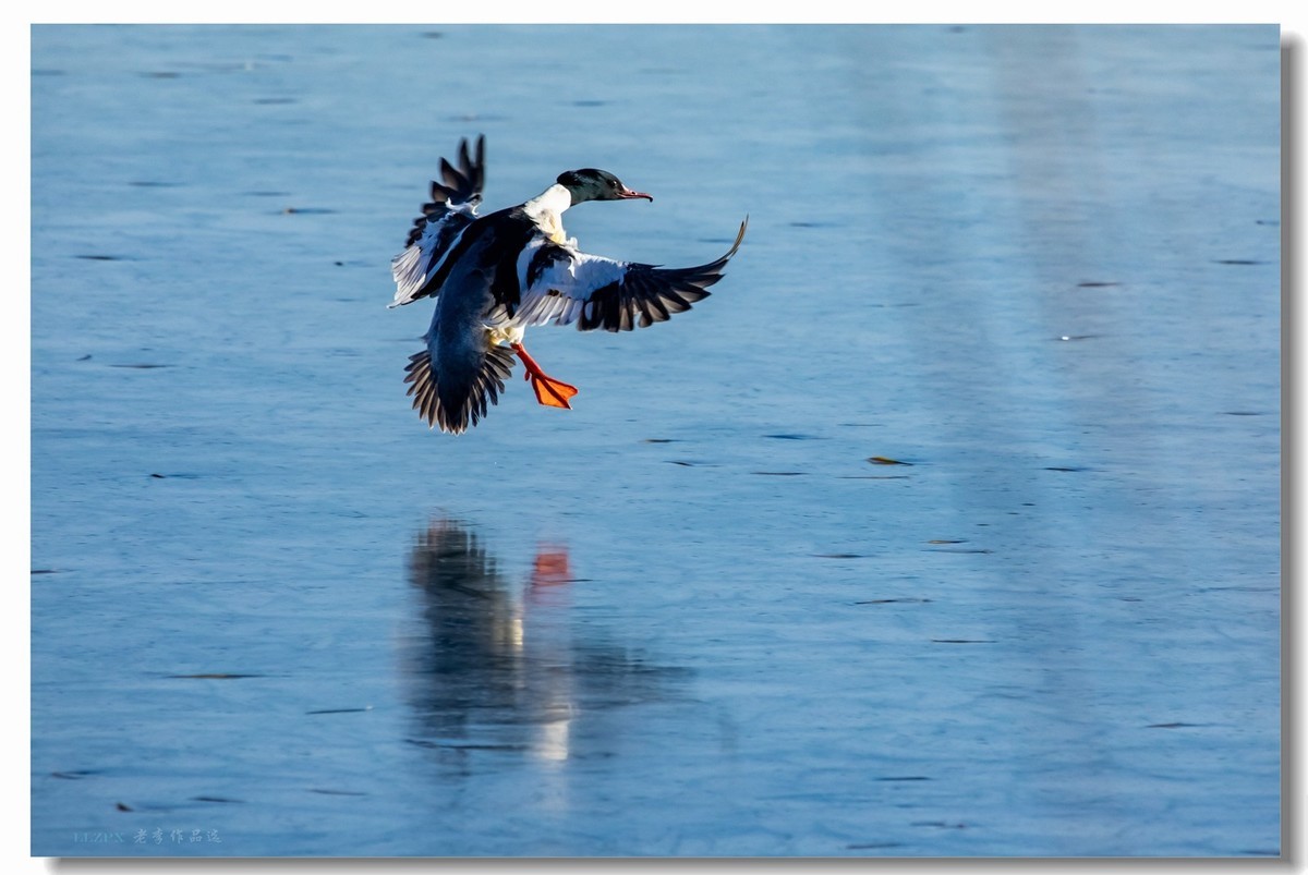 北海的秋沙鸭家丁兴旺！