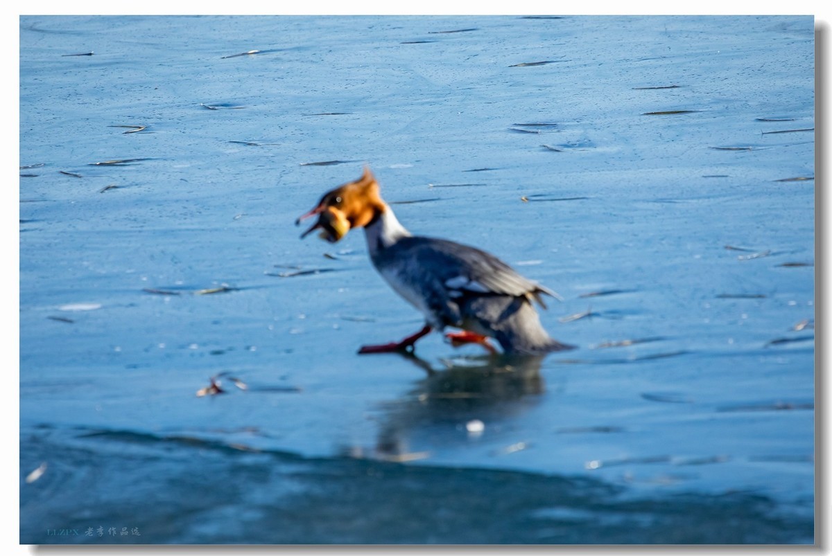北海的秋沙鸭家丁兴旺！