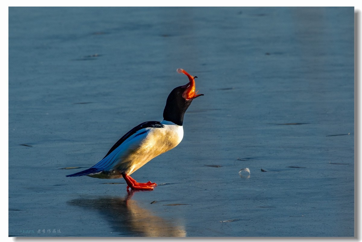 北海的秋沙鸭家丁兴旺！