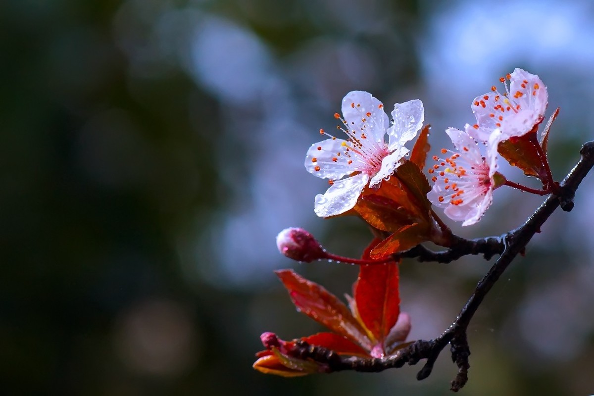 旧片_红叶李花2-中关村在线摄影论坛