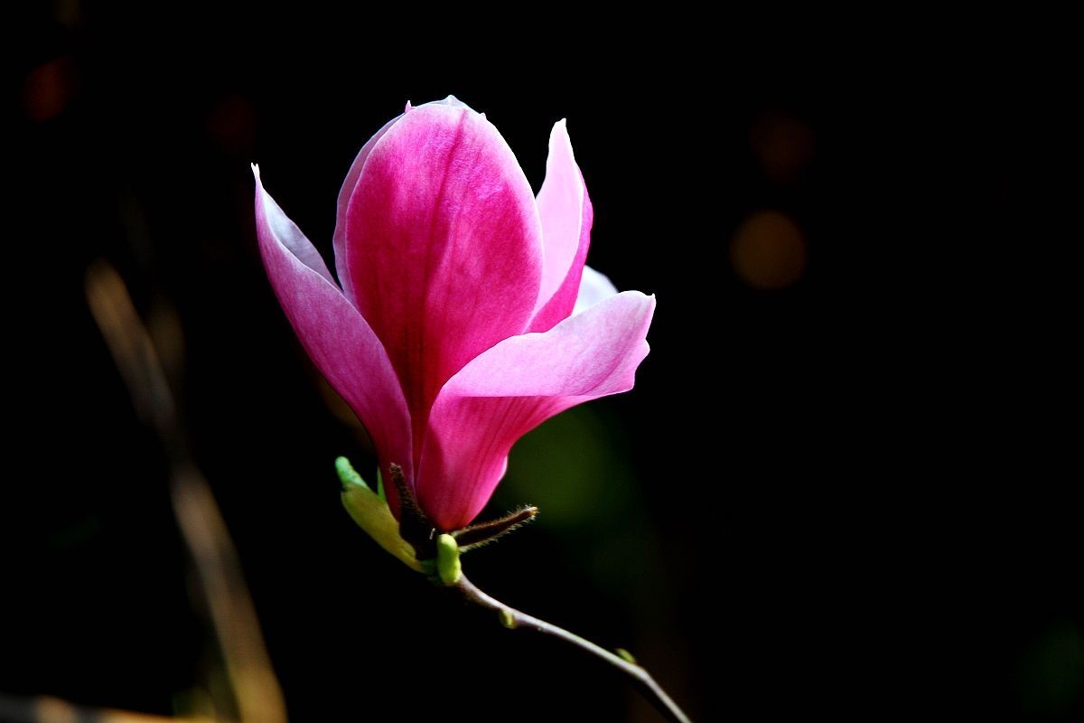 谦谦君子玉兰花