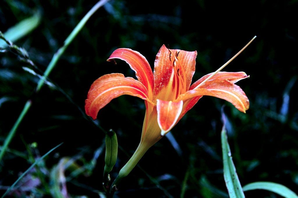萱草花