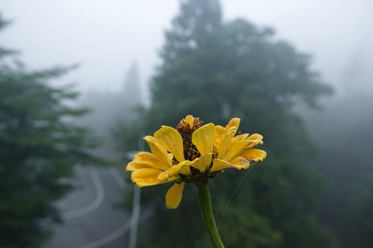 大别山雨中景色（2）