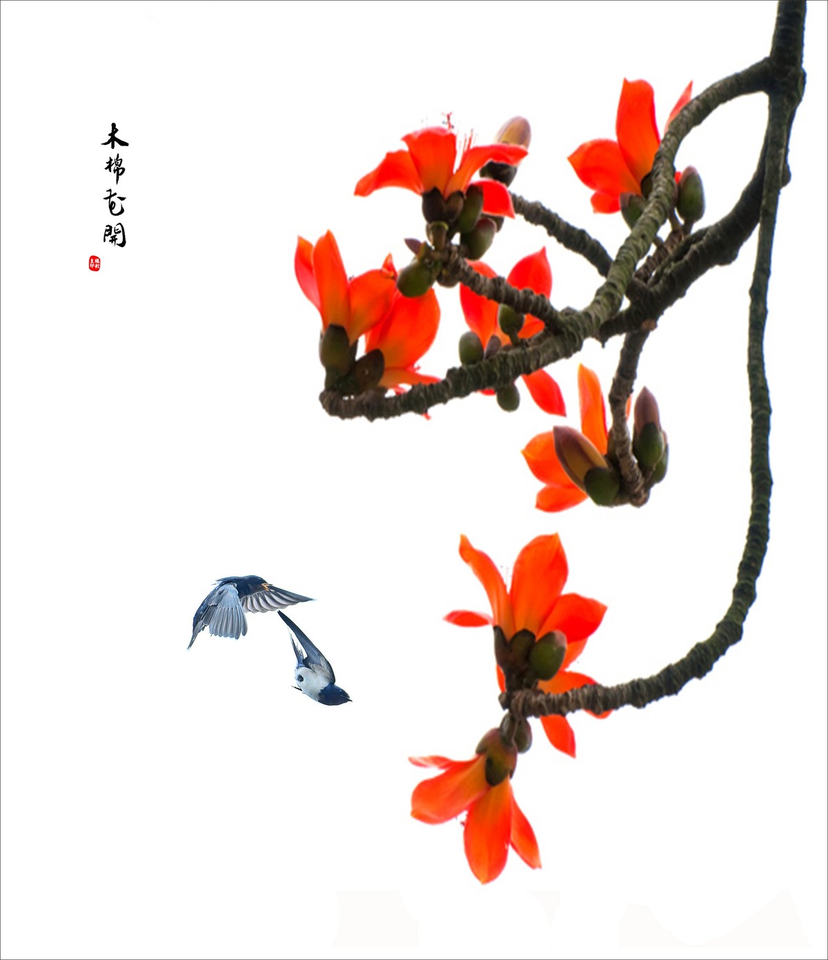 【广州市花——红棉花】