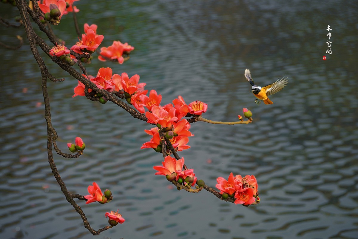 【广州市花——红棉花】