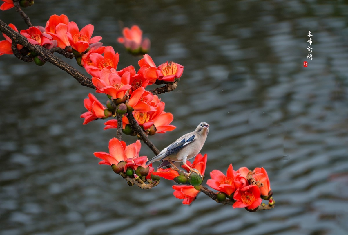 【广州市花——红棉花】