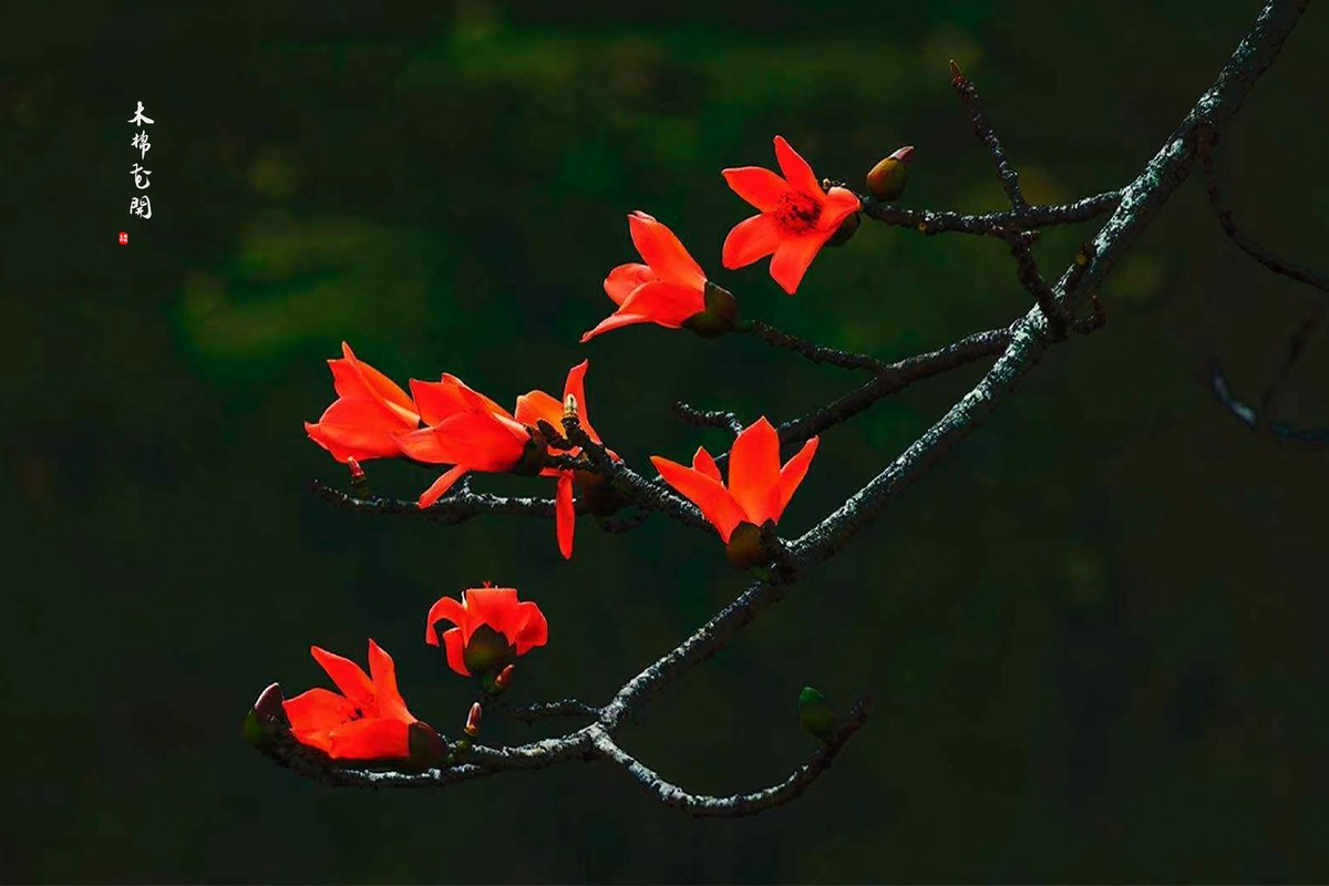 【广州市花——红棉花】