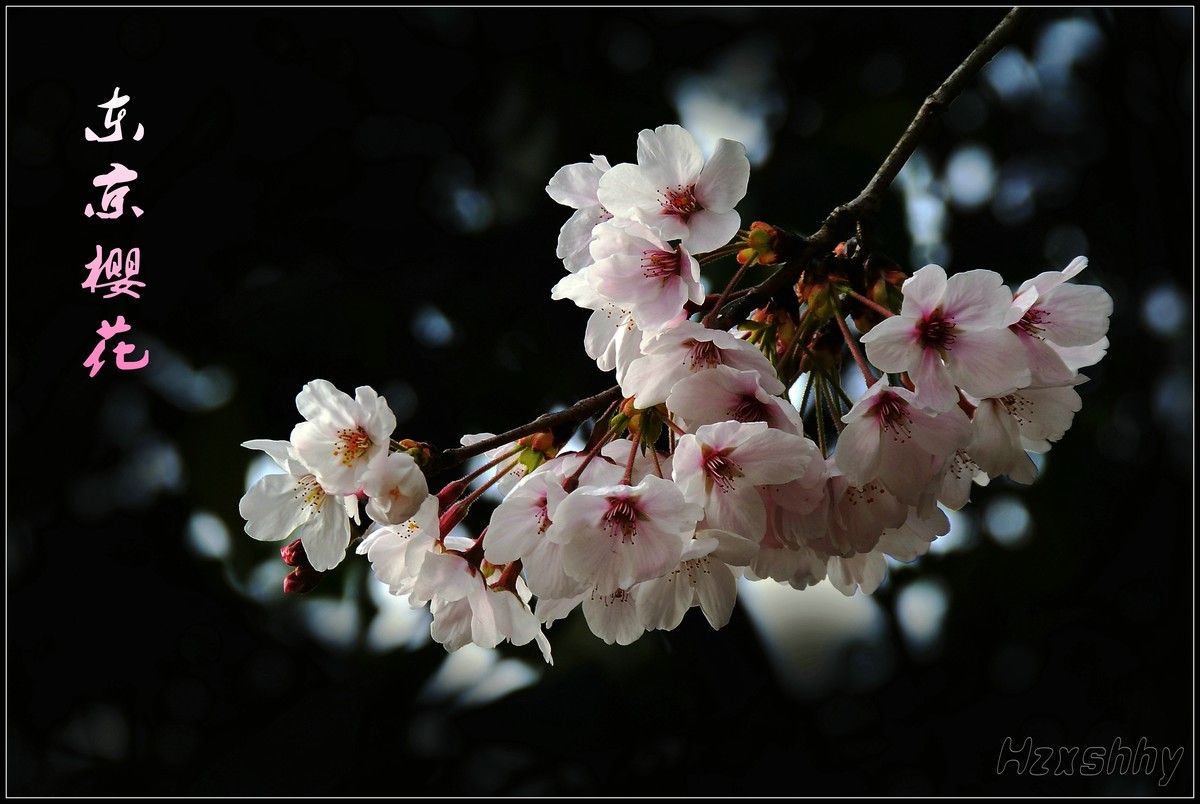 又到一年赏樱时(2024076)