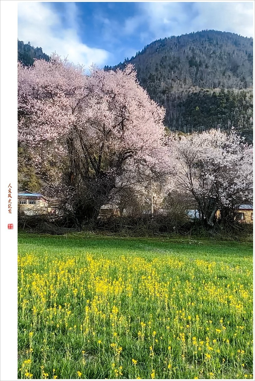 2024年第0368贴-林芝桃花风光纪实抓拍（0516）