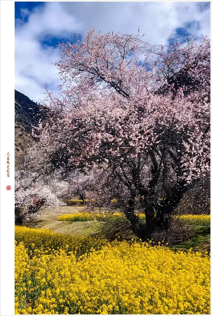 2024年第0368贴-林芝桃花风光纪实抓拍（0516）