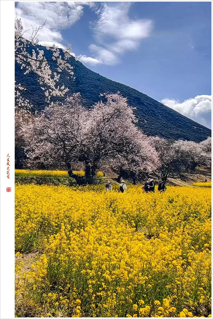 2024年第0368贴-林芝桃花风光纪实抓拍（0516）