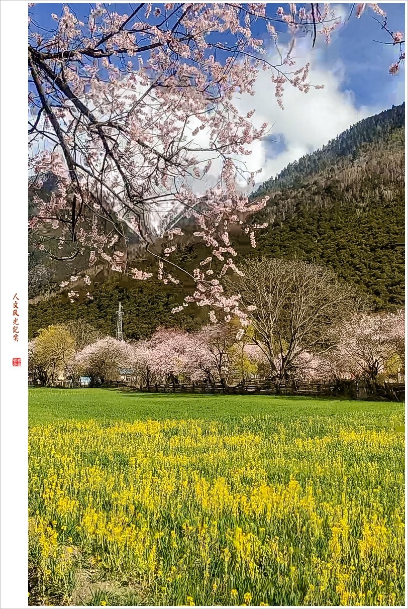 2024年第0368贴-林芝桃花风光纪实抓拍（0516）