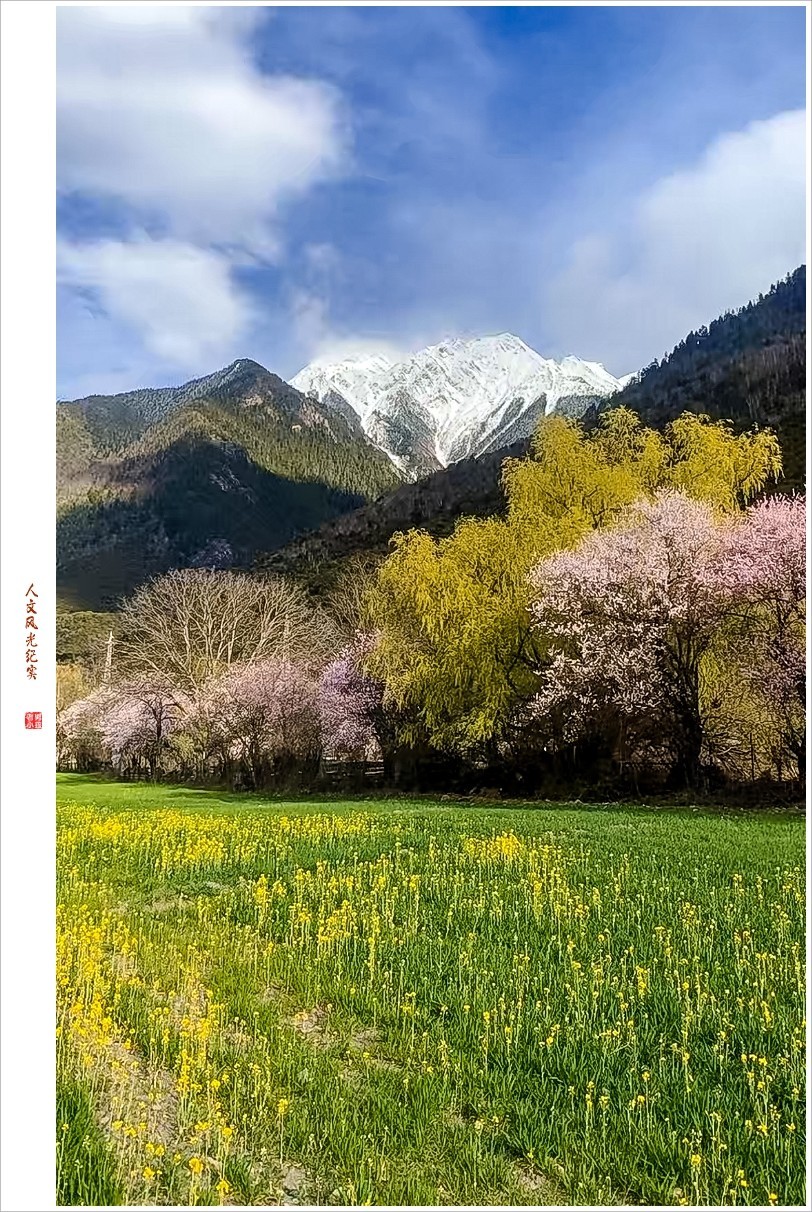 2024年第0368贴-林芝桃花风光纪实抓拍（0516）