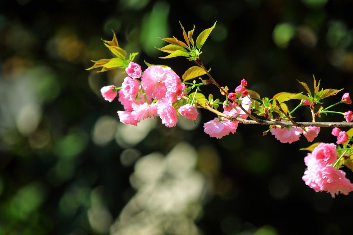 花季（十四）-中关村在线摄影论坛