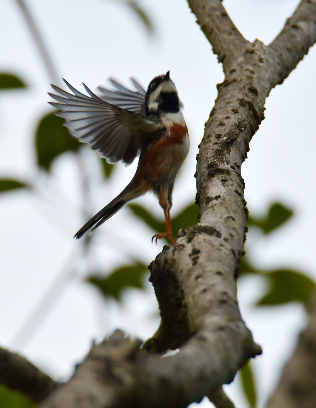 湿地公园拍鸟之---红头长尾山雀