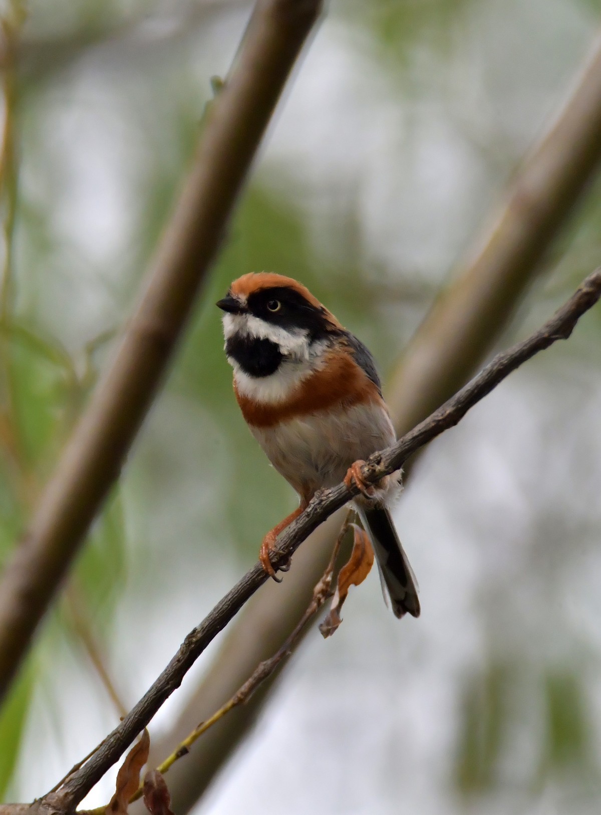 湿地公园拍鸟之---红头长尾山雀