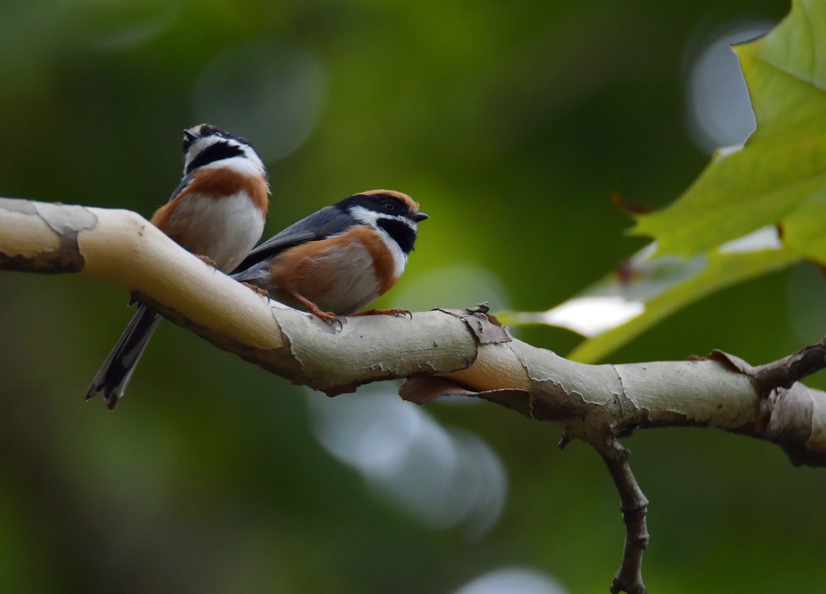 湿地公园拍鸟之---红头长尾山雀
