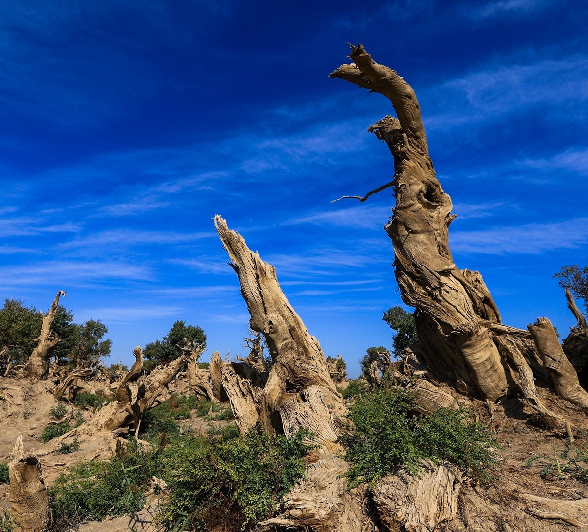 新疆伊吾的胡杨很有特点之二