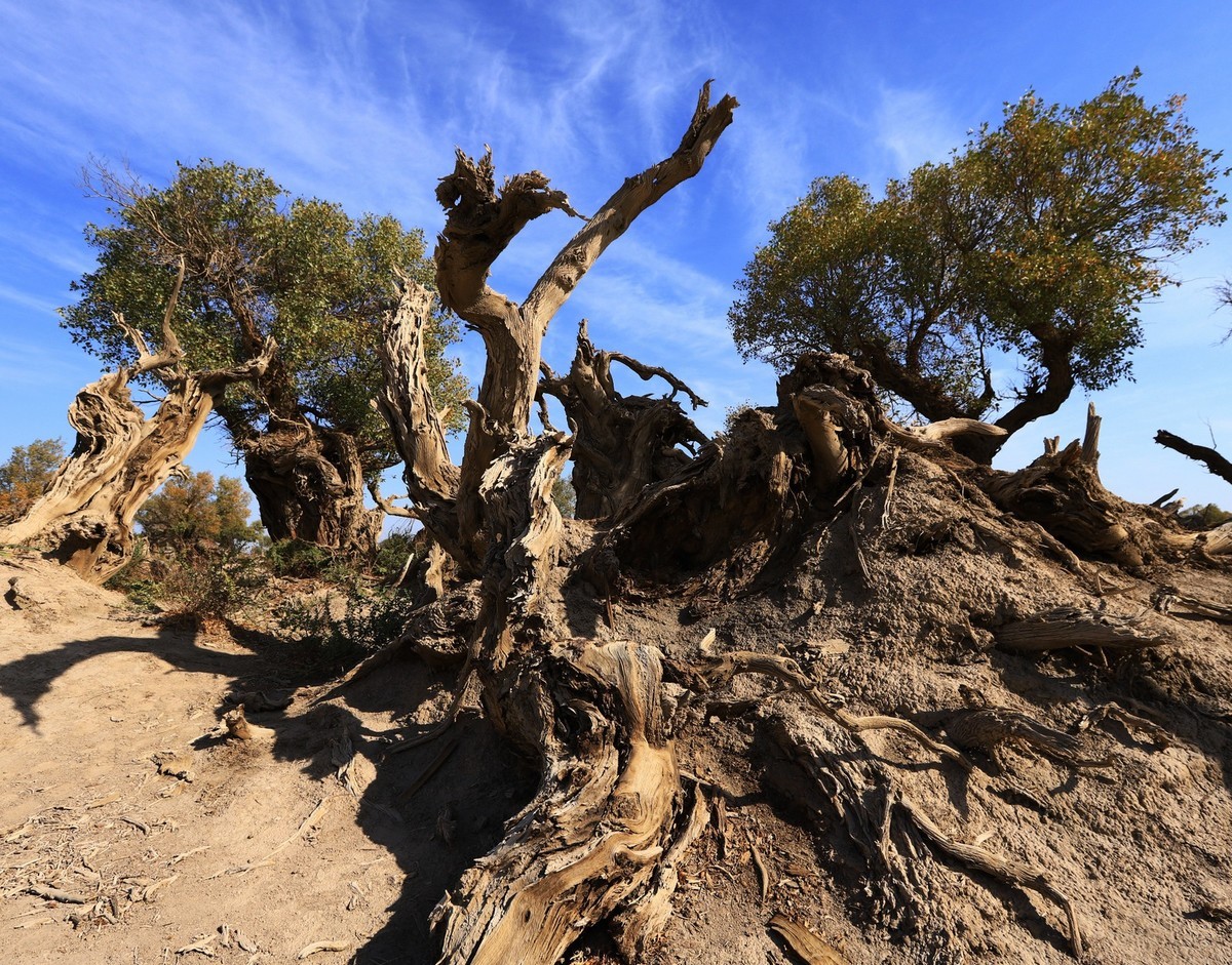 新疆伊吾的胡杨很有特点之二