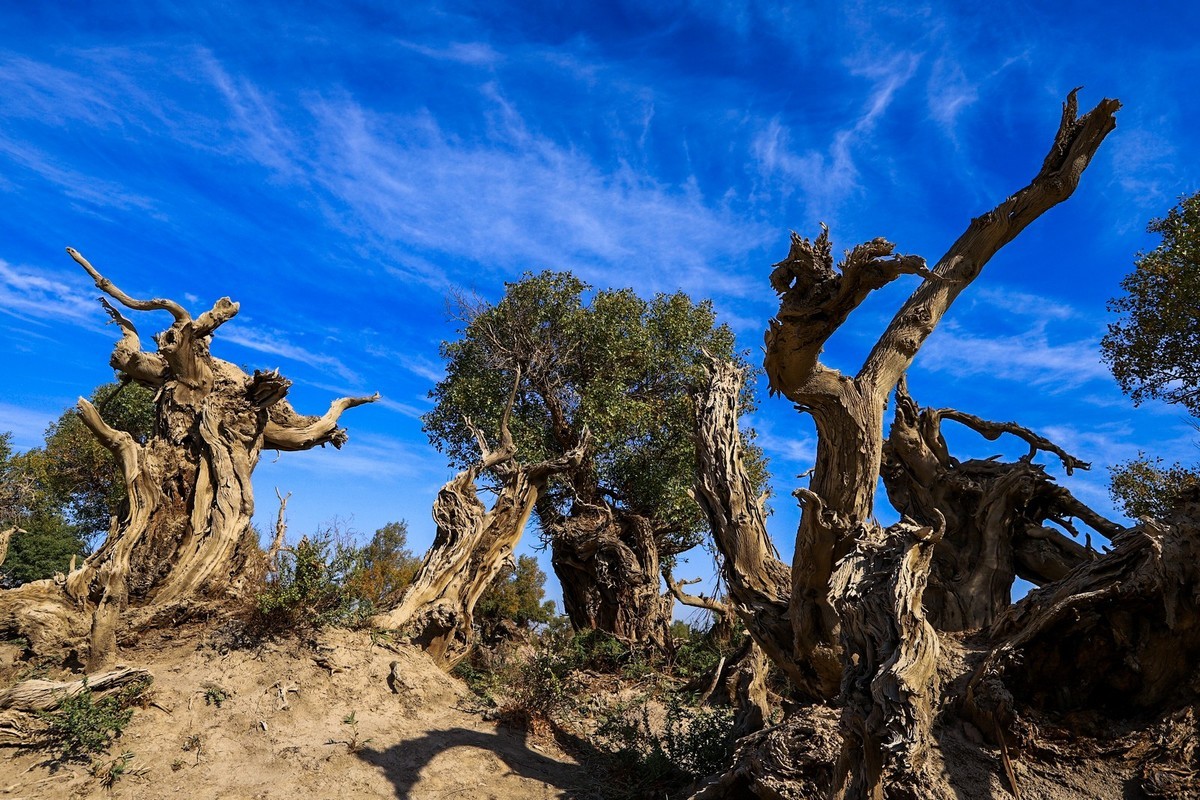 新疆伊吾的胡杨很有特点之二