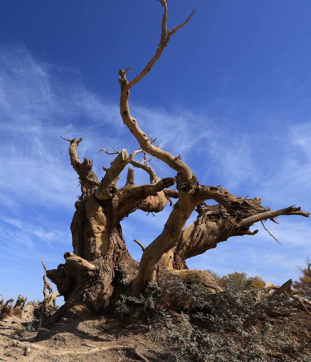 新疆伊吾的胡杨很有特点之二
