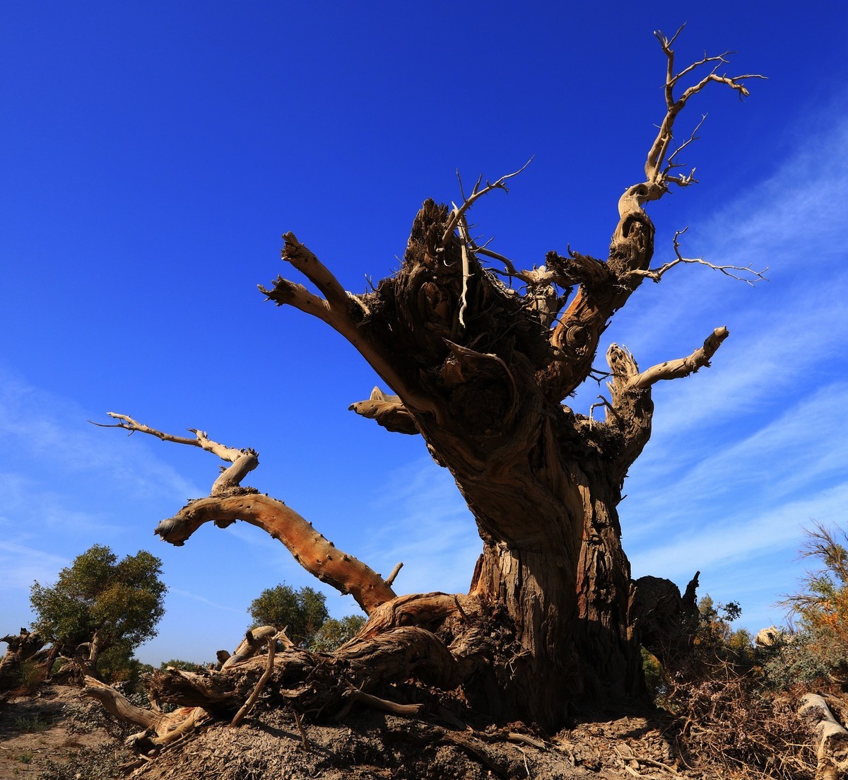 新疆伊吾的胡杨很有特点之二