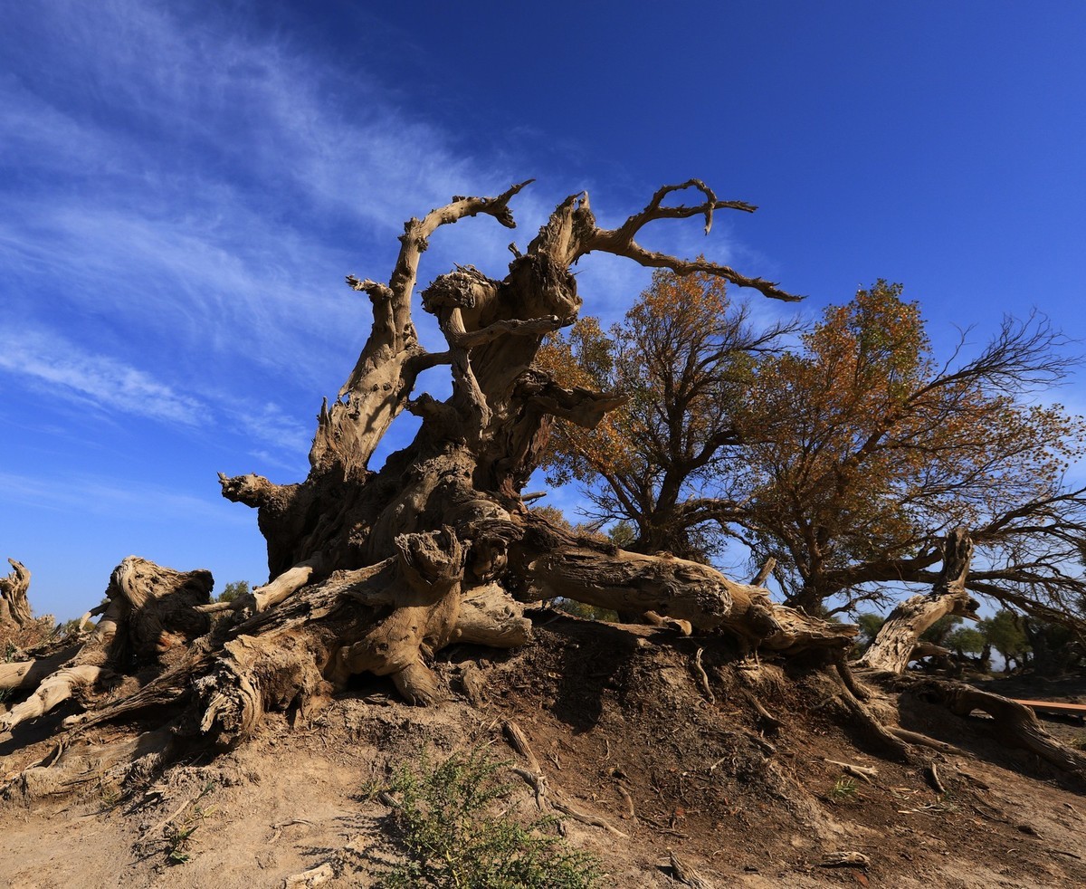 新疆伊吾的胡杨很有特点之二