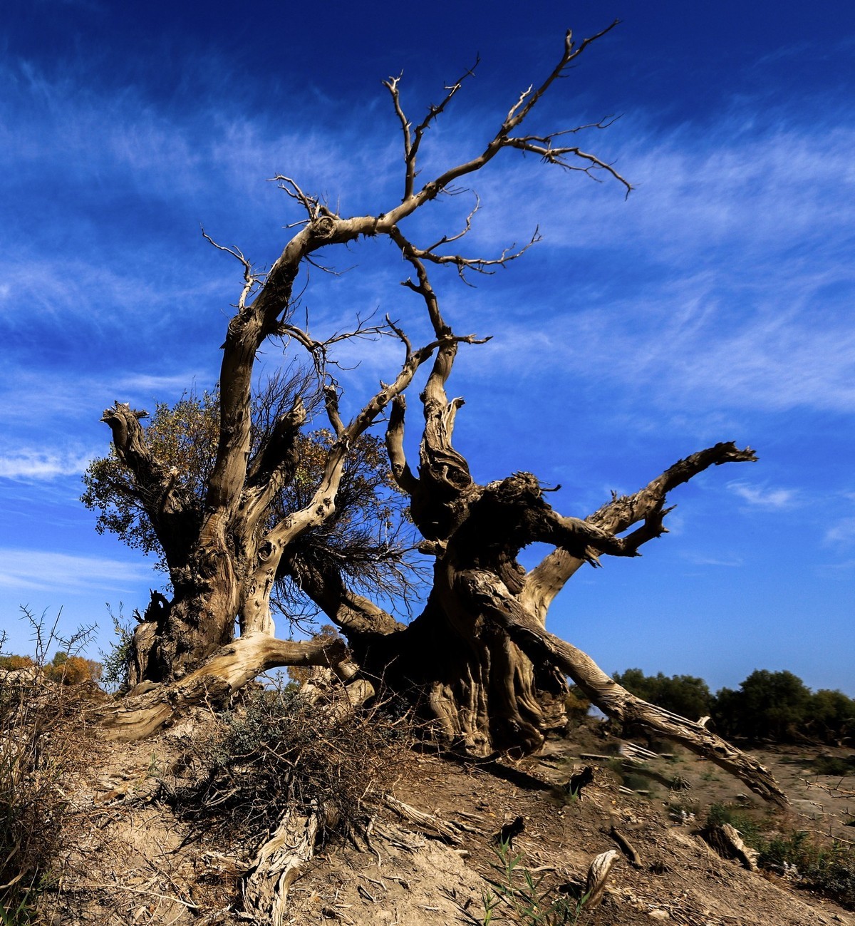 新疆伊吾的胡杨很有特点之二