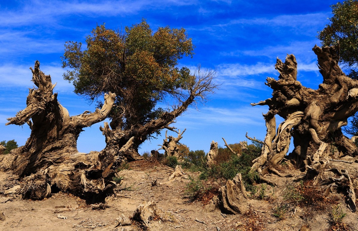 新疆伊吾的胡杨很有特点之二