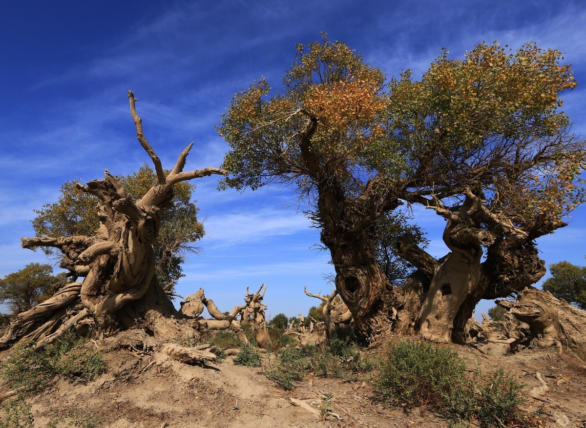 新疆伊吾的胡杨很有特点之二