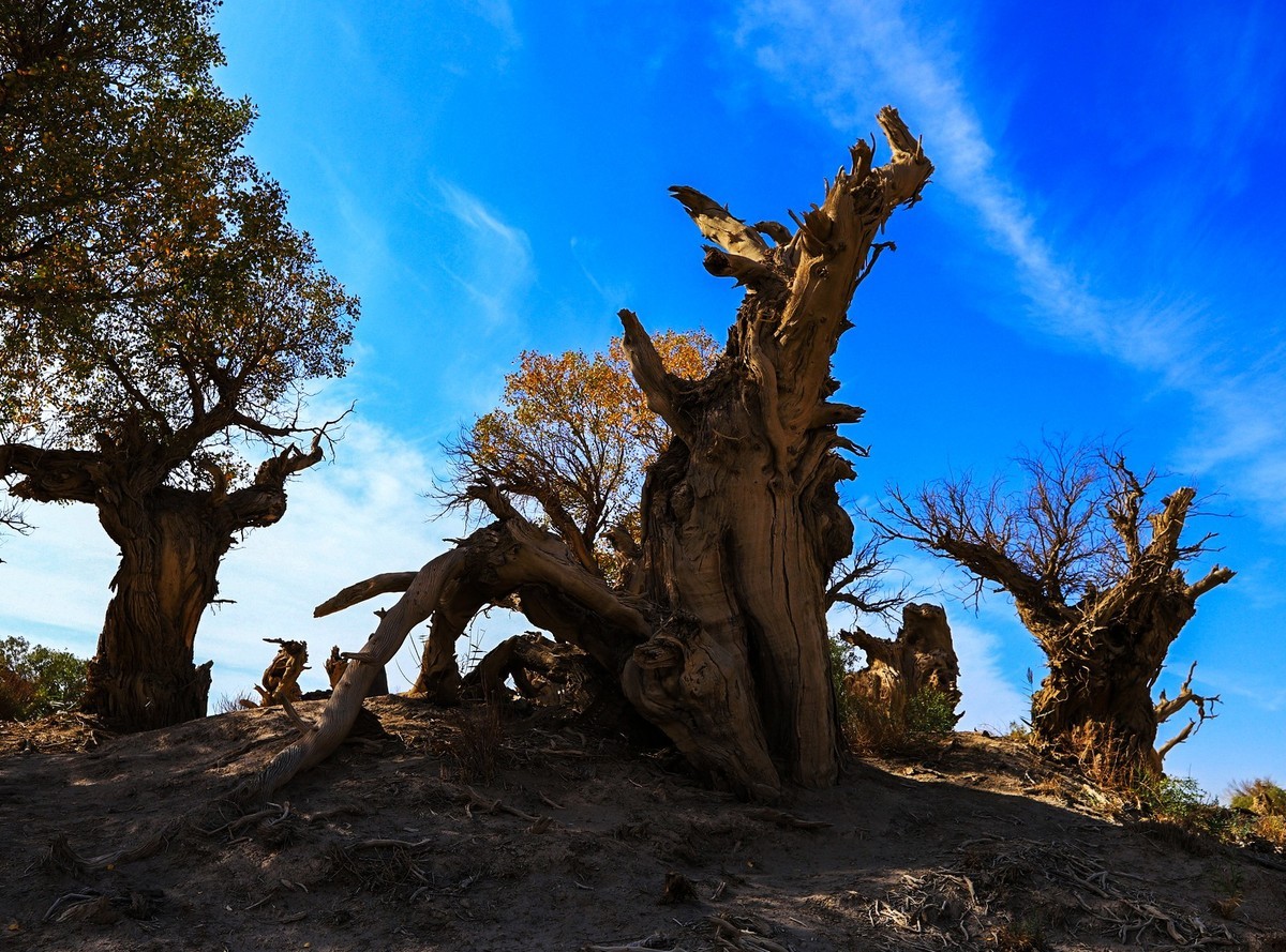 新疆伊吾的胡杨很有特点之二