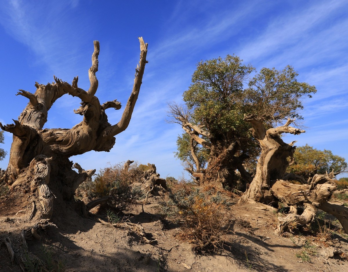 新疆伊吾的胡杨很有特点之二